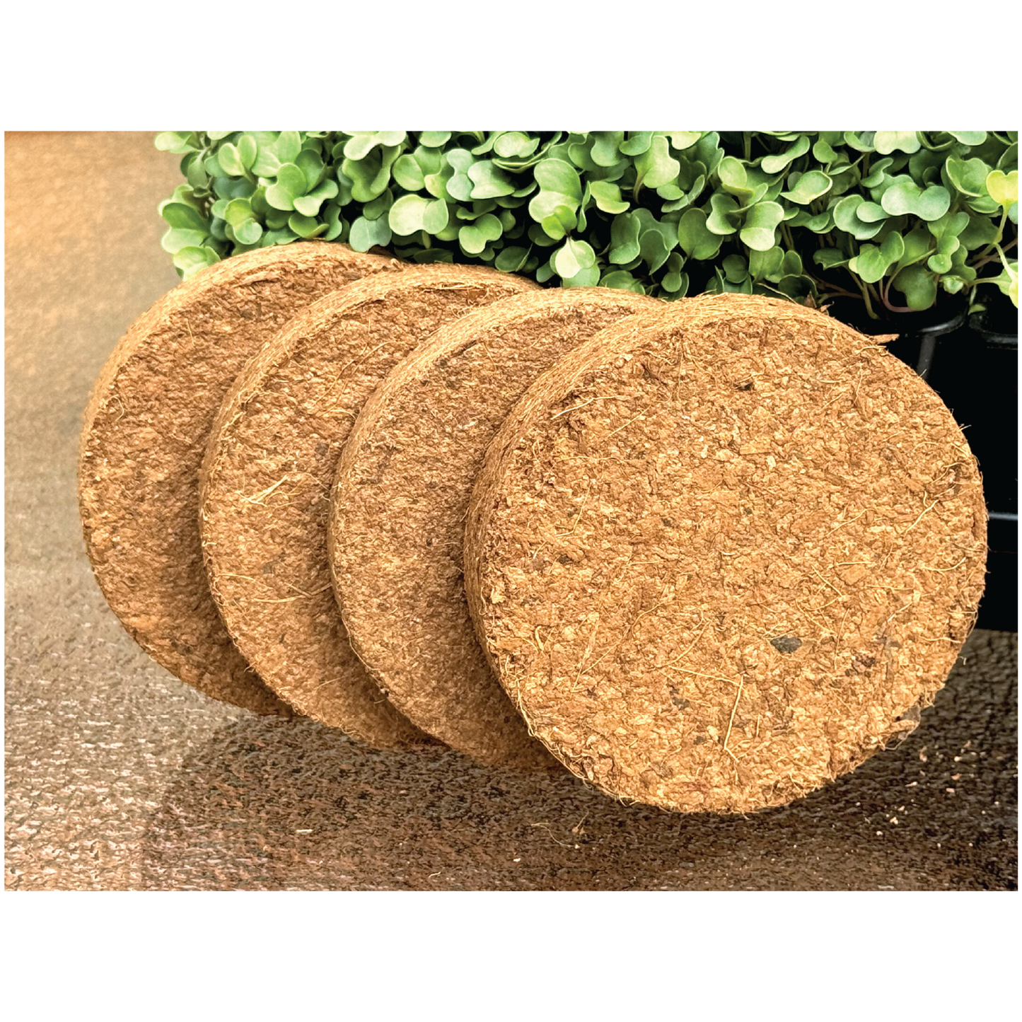 Complete Microgreens Kit