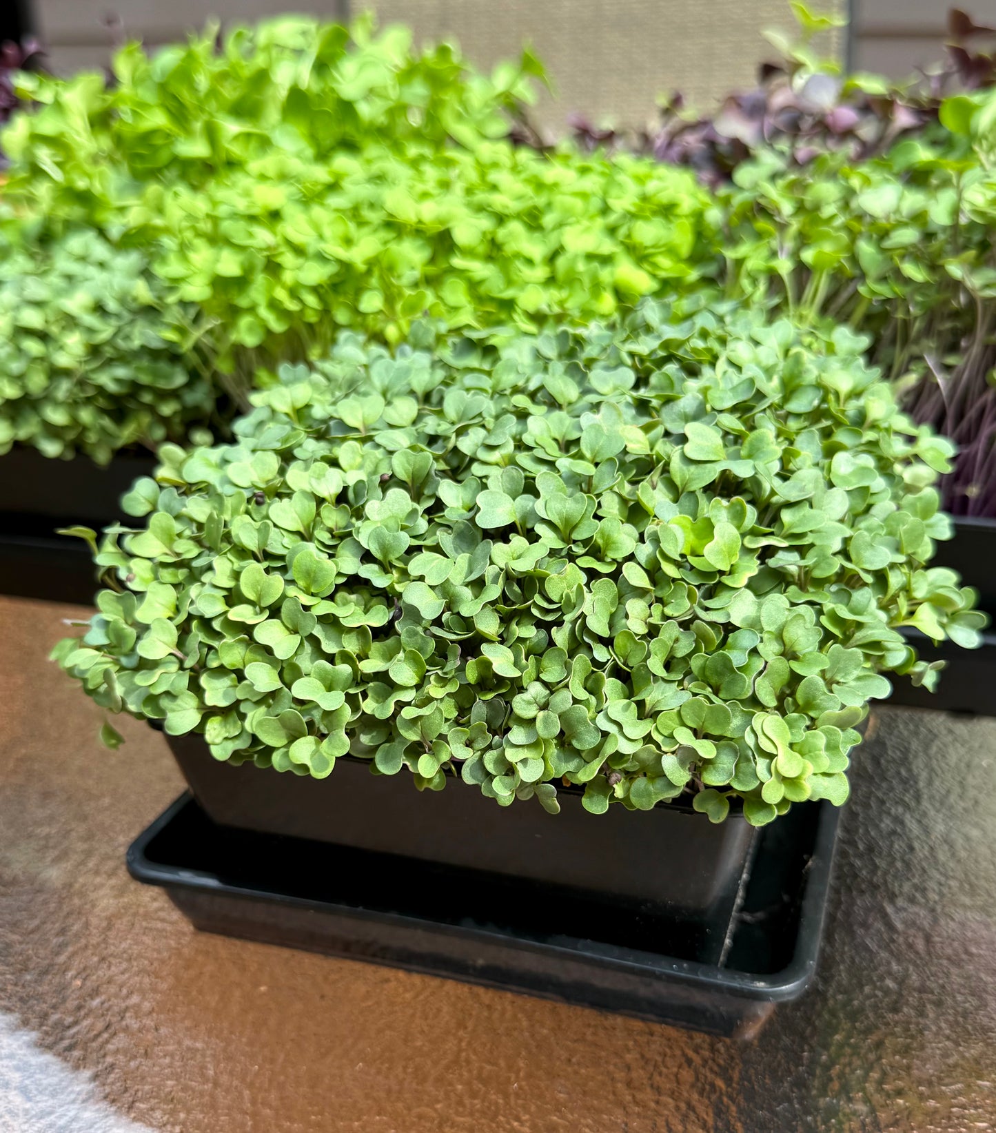 Complete Microgreens Kit
