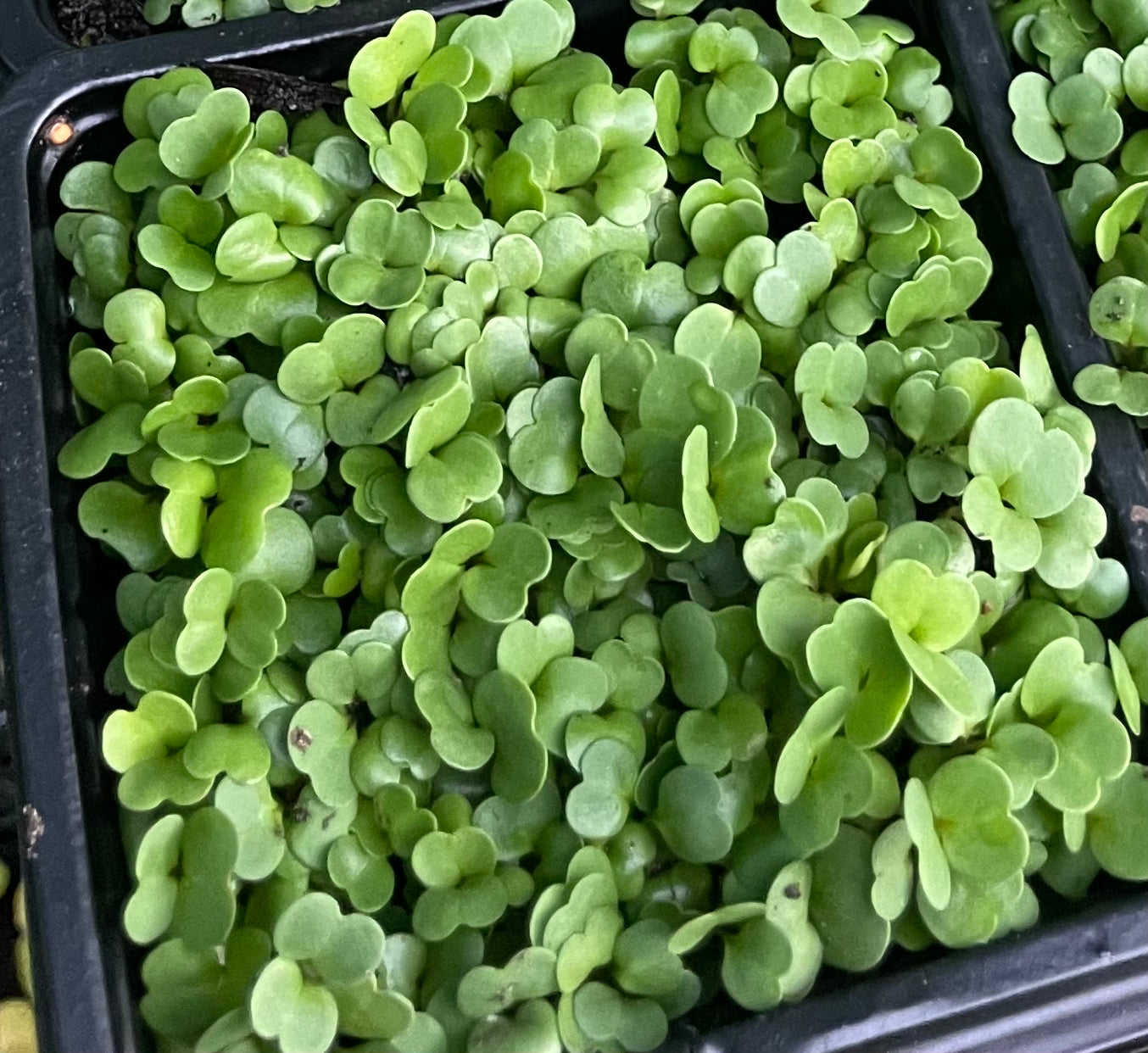 Grow your own Microgreens Kits